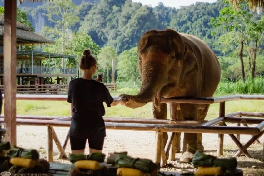 A Unique Elephant Experience